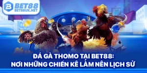 Đá Gà Thomo Tại Bet88