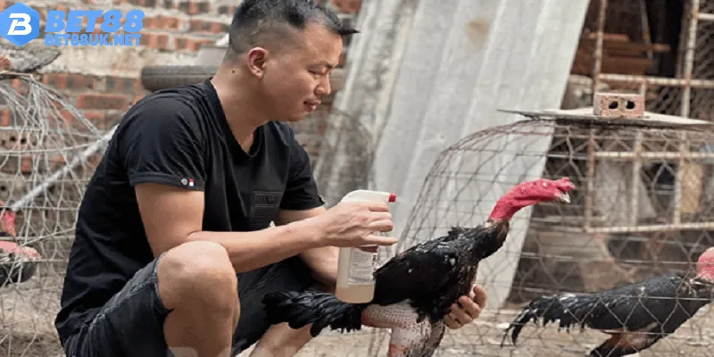 Theo dõi thể trạng hiện tại của gà đá